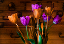 Tulips